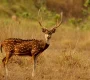 A_chital_stag_1 90x80