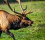 elk web2 1024x682 1 90x80